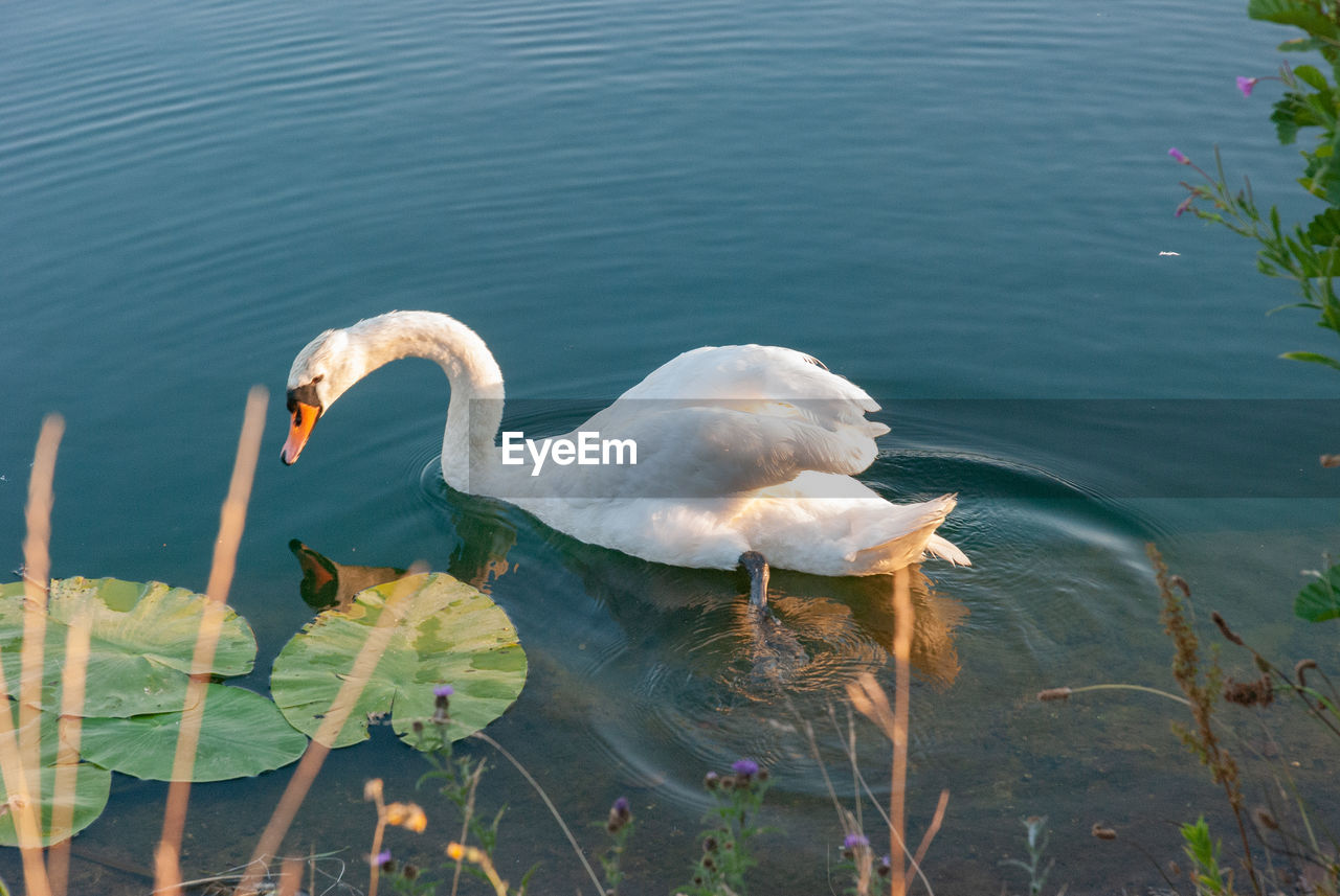 HIGH ANGLE VIEW OF SWANS SWIMMING IN LAKE