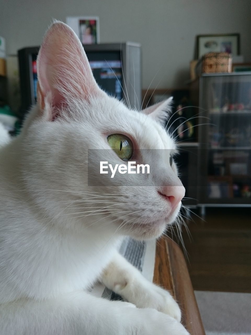 Close-up of cat leaning on sofa