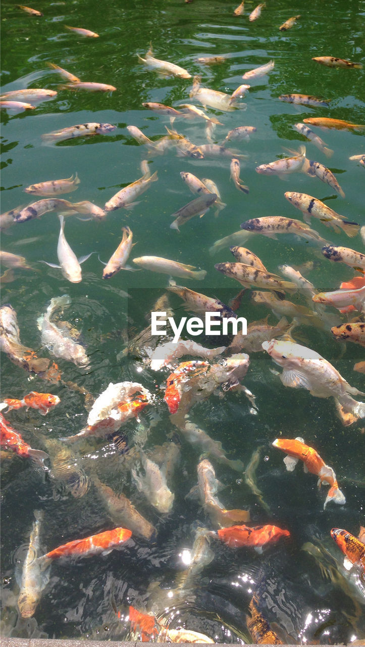 High angle view of koi carps swimming in pond