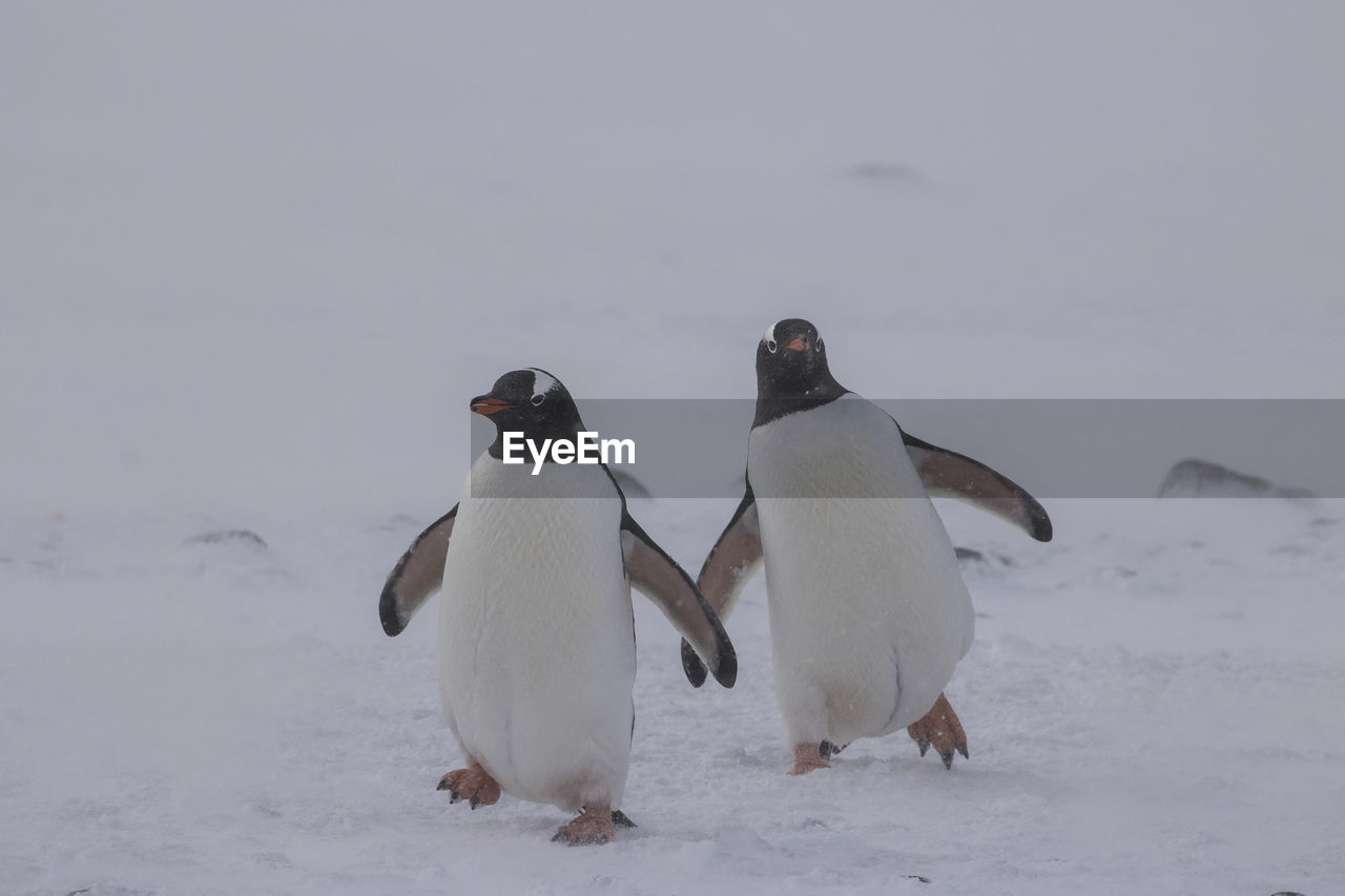 WHITE BIRDS ON SNOW COVERED LANDSCAPE