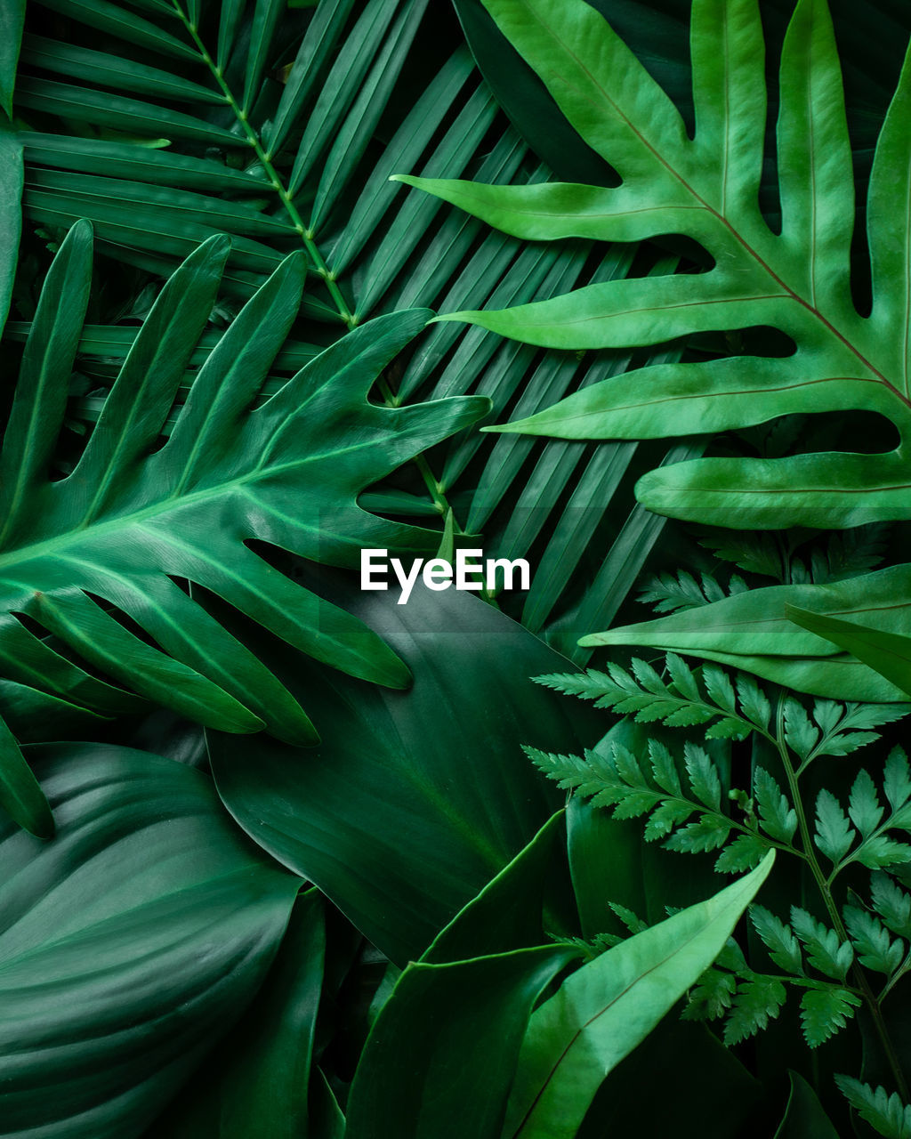 Closeup tropical green leaves nature and dark tone background concept