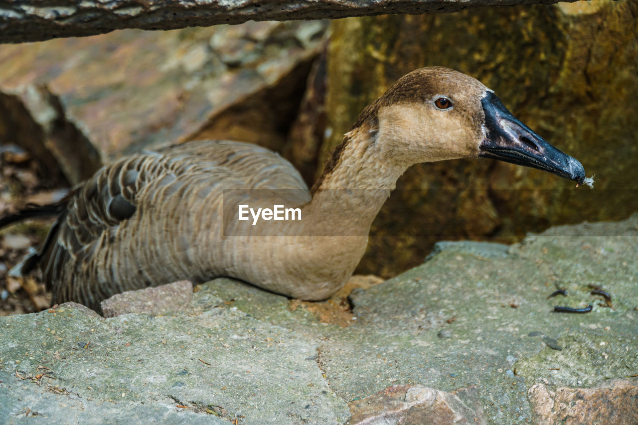 CLOSE-UP OF A BIRD