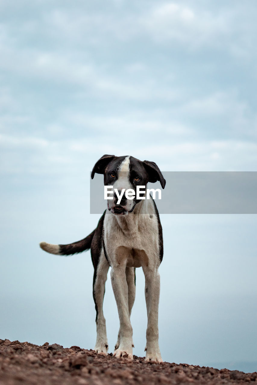 Portrait of dog standing against sky