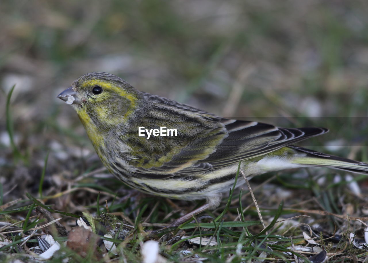 CLOSE-UP OF BIRD PERCHING ON A LAND