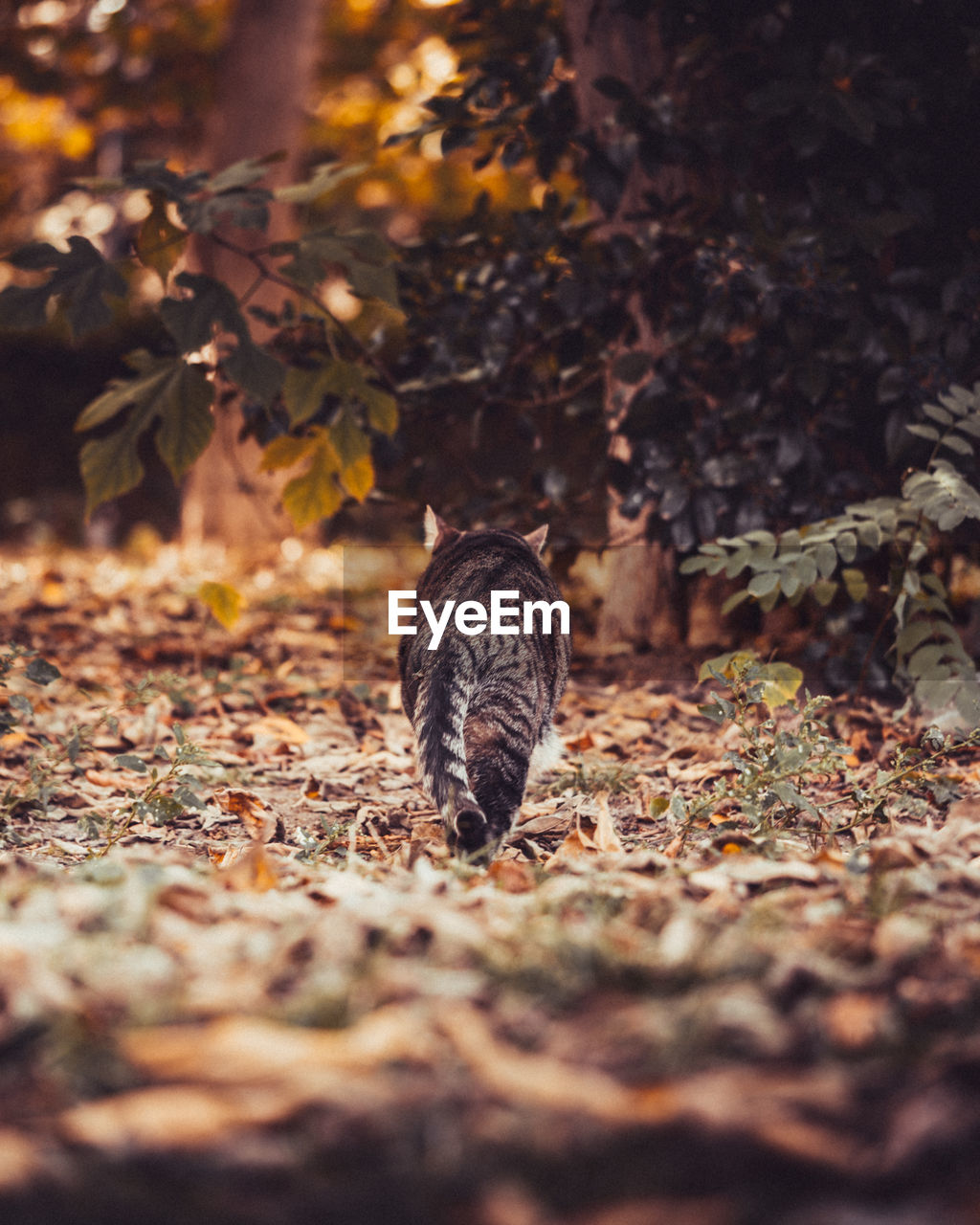 Cat looks at falling leaves during golden autumn
