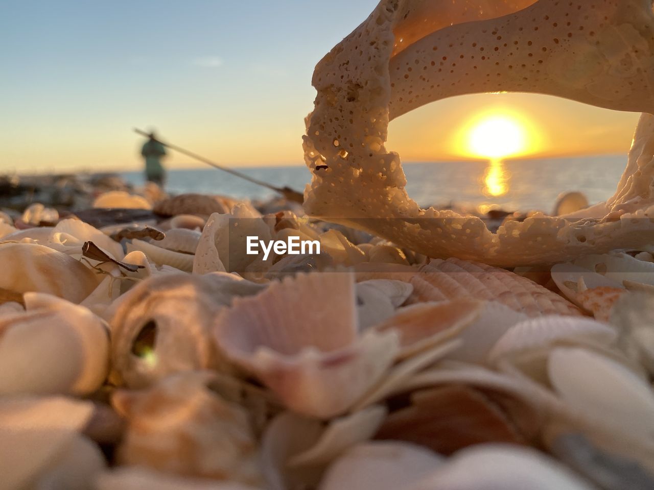 CLOSE-UP OF SHELL ON BEACH AGAINST SKY DURING SUNSET