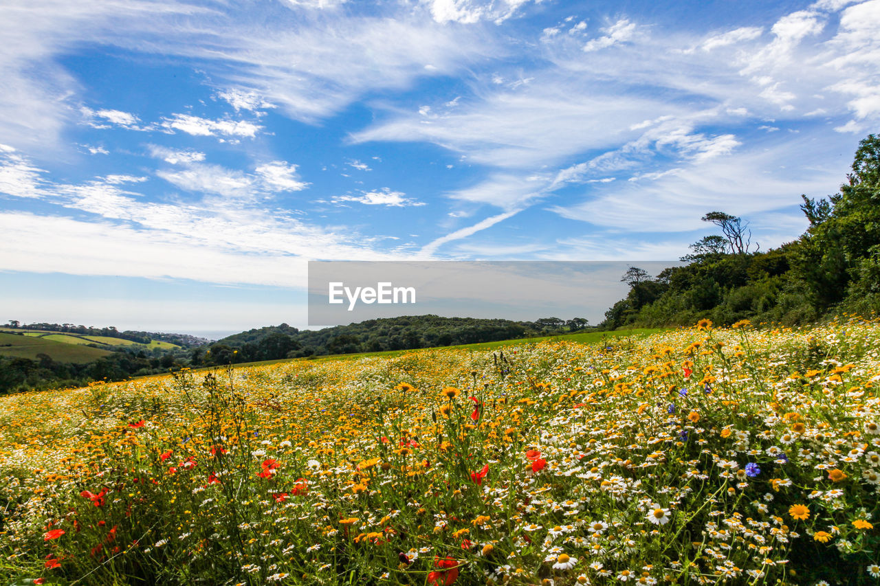 Wild flower meadow in england 