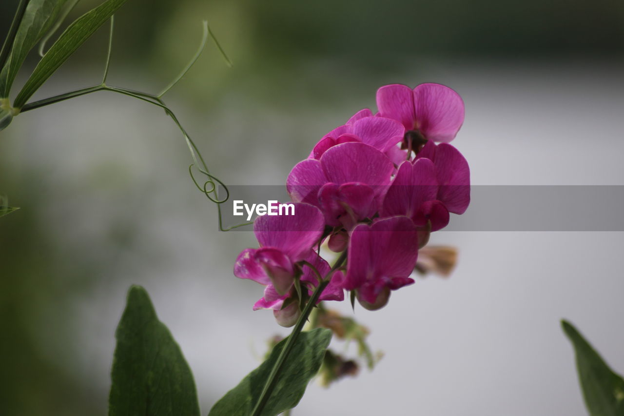 Close-up of pink flowering plant