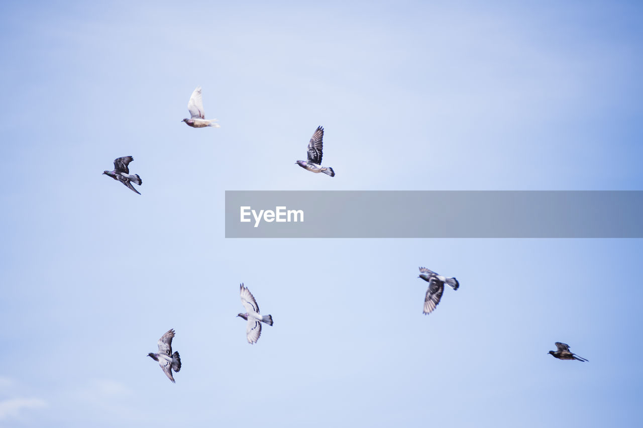 Low angle view of pigeons flying against sky