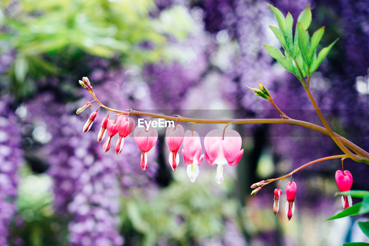 Close-up of pink flowers blooming on tree