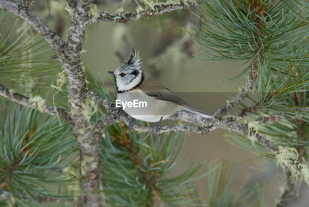 Bird perching on a branch