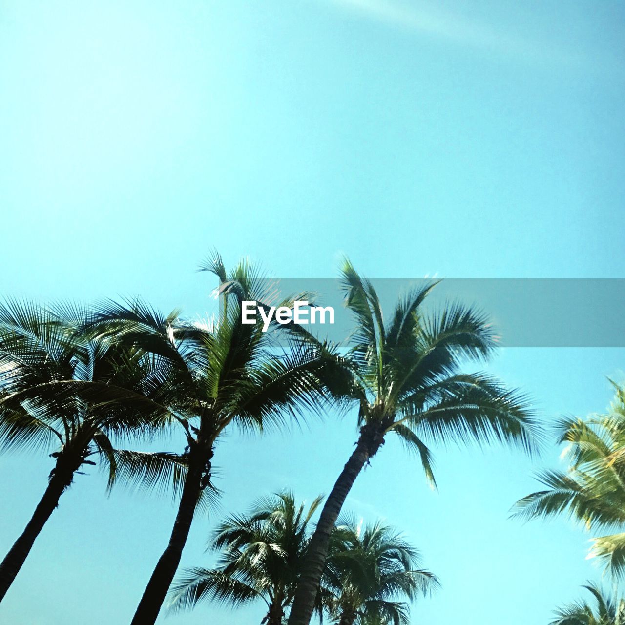 Low angle view of palm trees against clear blue sky