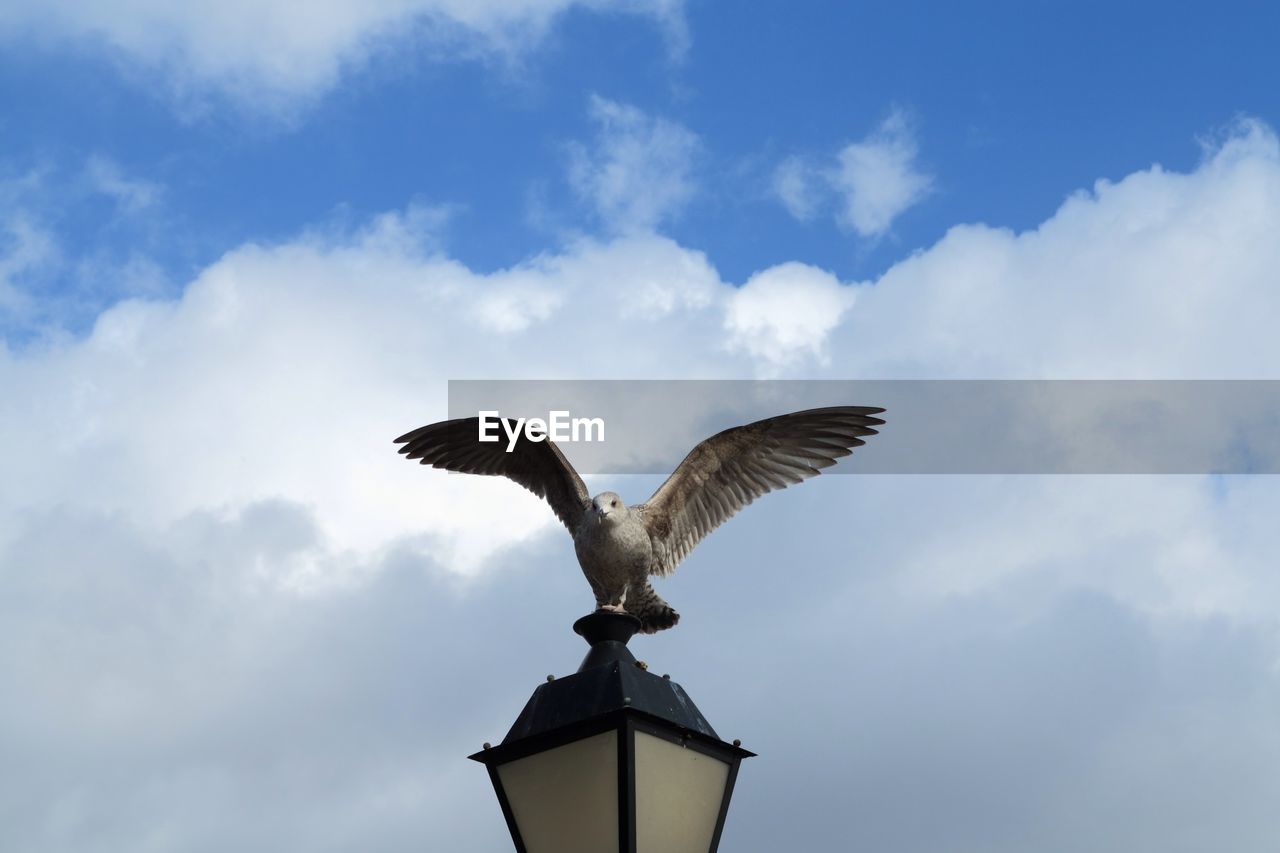 Bird on lamp spreading wings against clouds