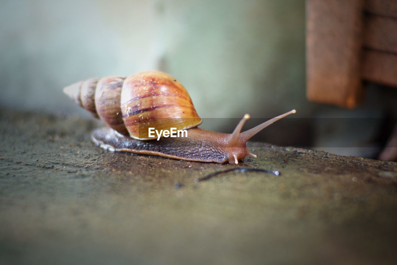 Closeup portrait of brown snail crawling on the wet cement floor.