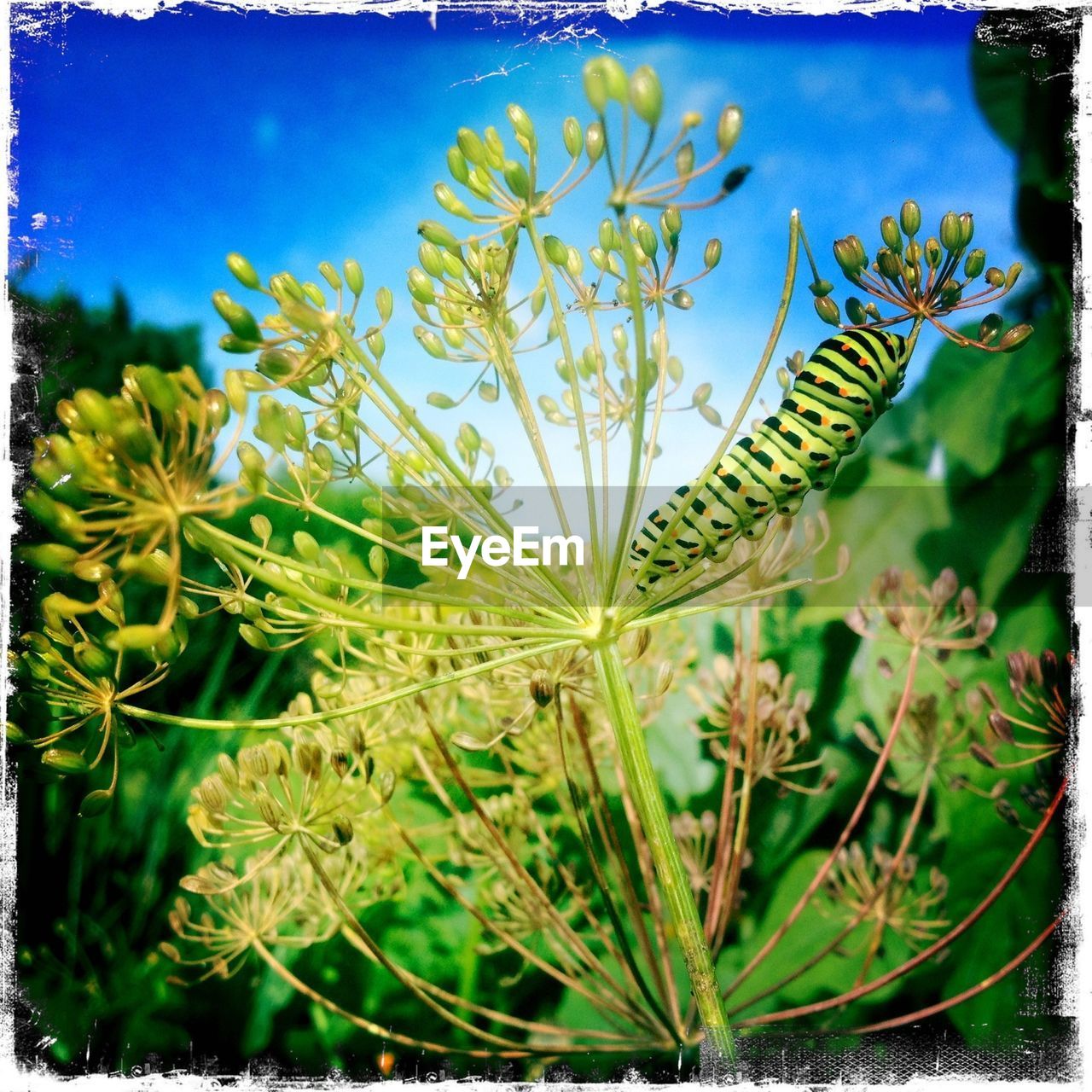 CLOSE-UP OF PLANTS