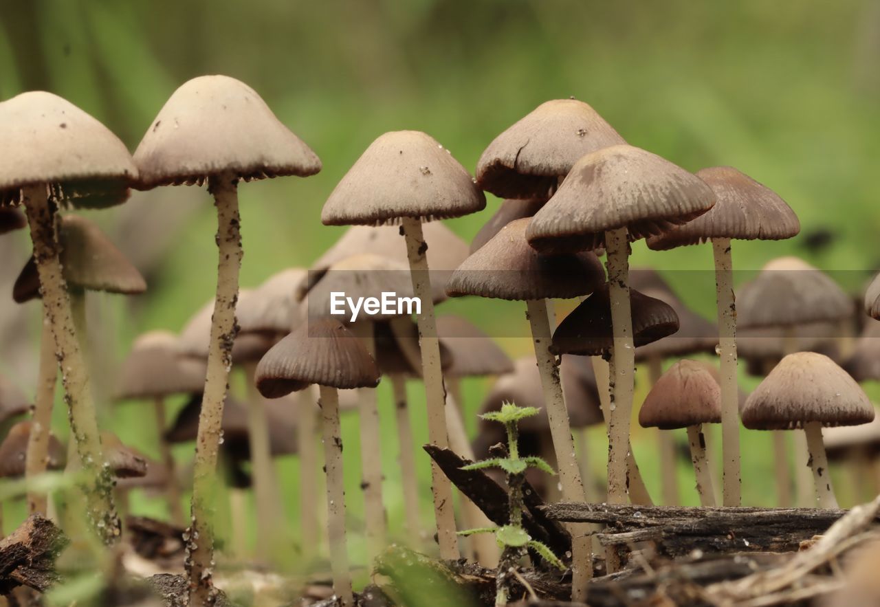 CLOSE-UP OF MUSHROOMS GROWING ON LAND