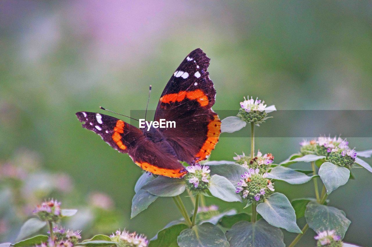 CLOSE-UP OF BUTTERFLY ON FLOWER