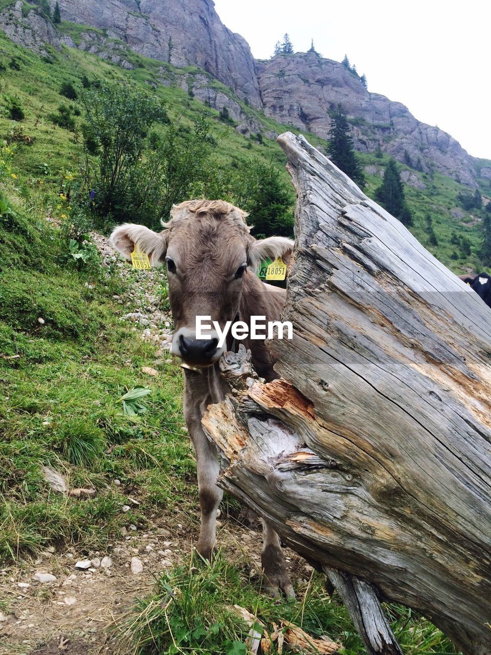 Close-up portrait of cow