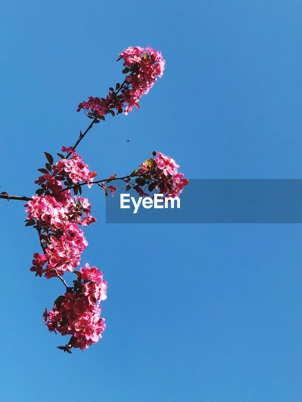 Low angle view of cherry blossom against clear blue sky