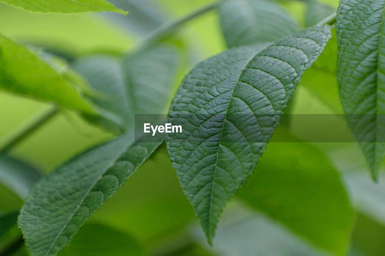 Close-up of leaf