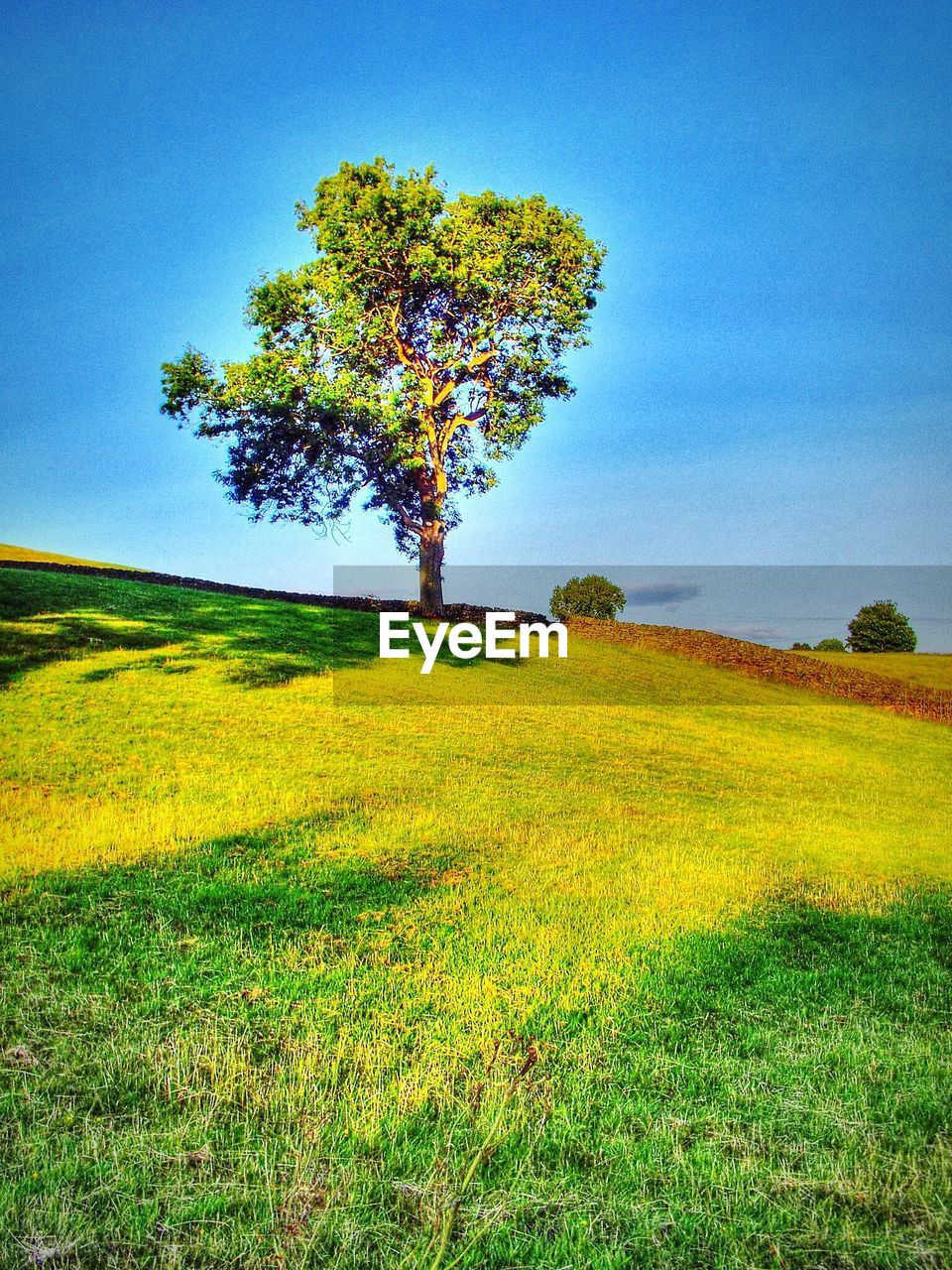 Tree on grassy field against sky