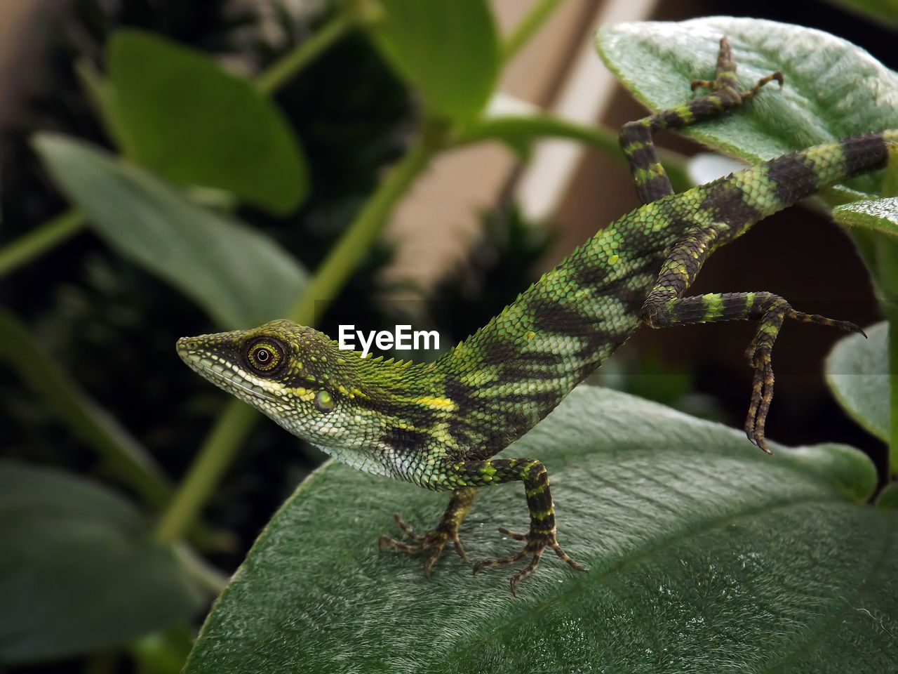 Close-up of lizard on leaves