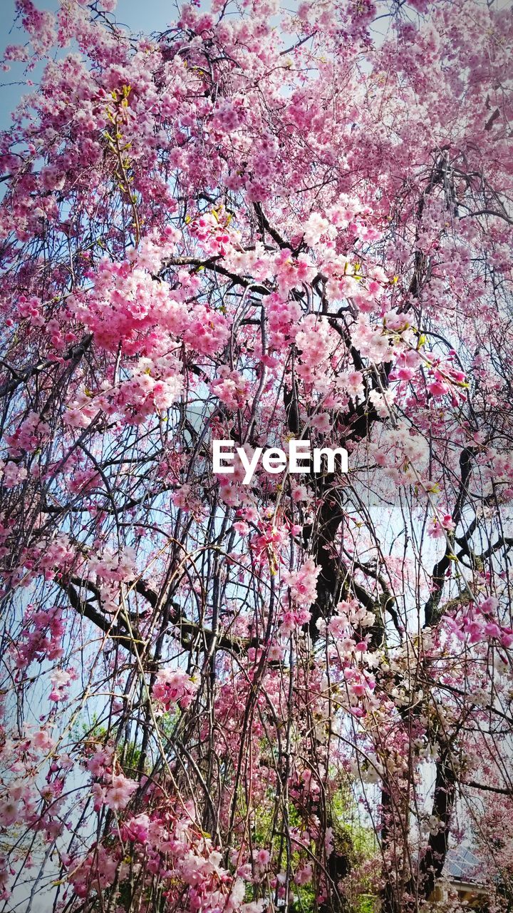 LOW ANGLE VIEW OF CHERRY BLOSSOM TREE