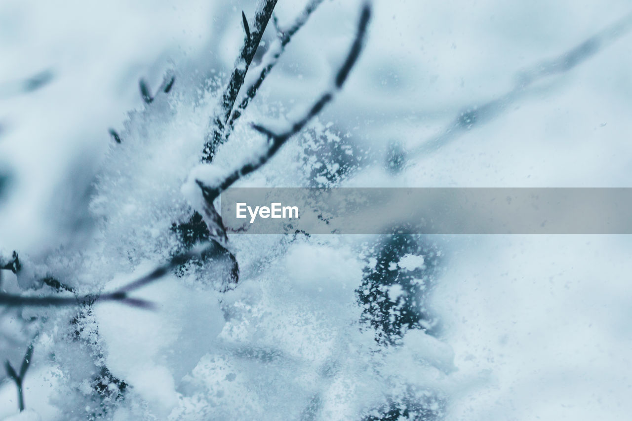 CLOSE-UP OF SNOW ON TREE