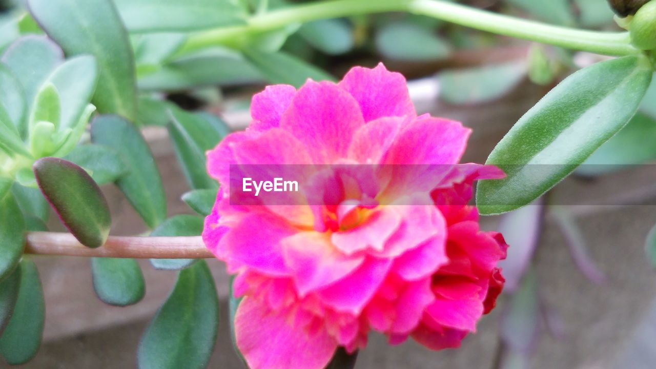 CLOSE-UP OF PINK FLOWER