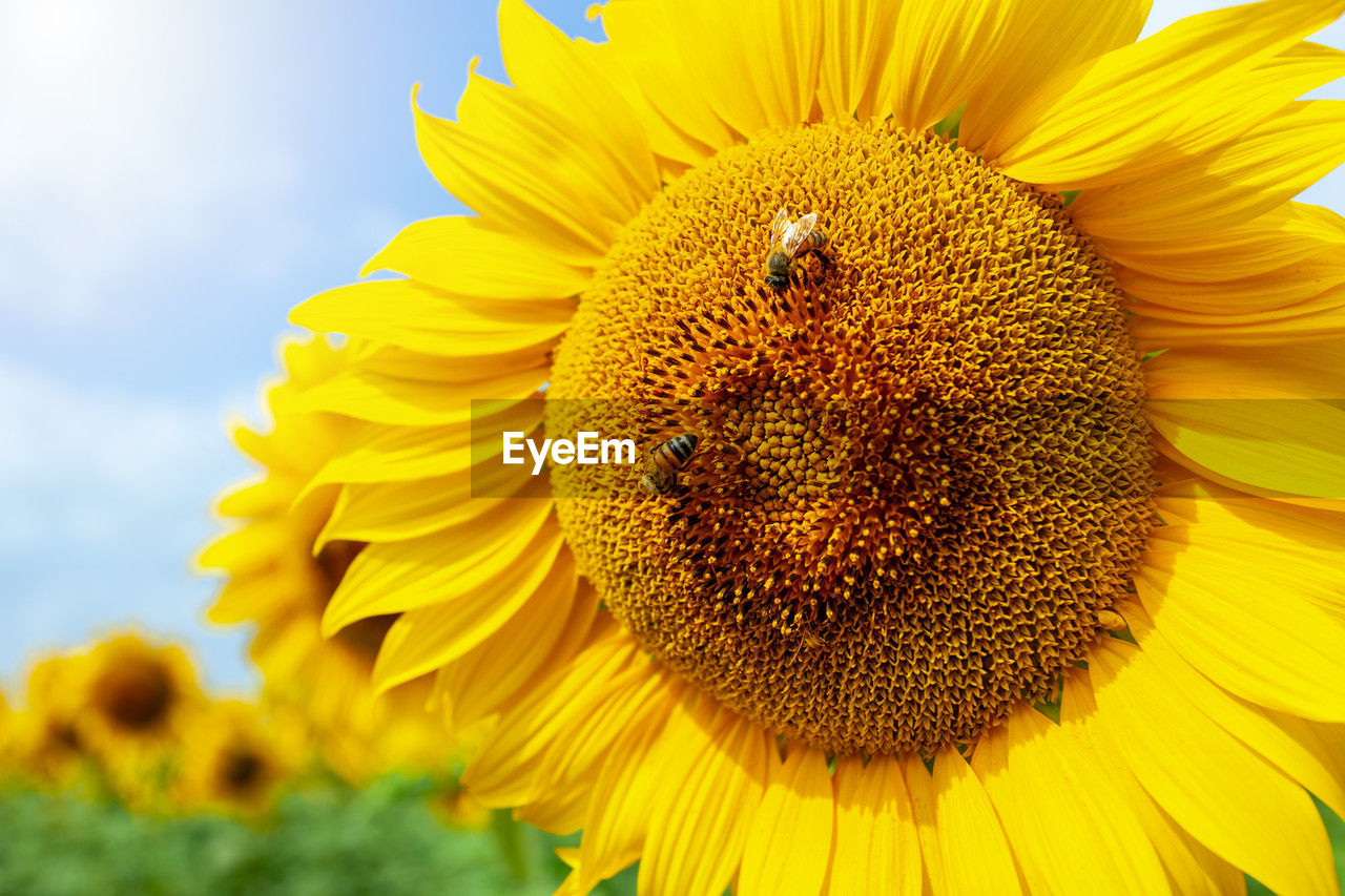 sunflower, flower, flowering plant, plant, beauty in nature, yellow, flower head, freshness, petal, nature, growth, inflorescence, close-up, sky, fragility, sunflower seed, field, pollen, landscape, no people, animal wildlife, rural scene, animal themes, vegetarian food, macro, animal, seed, cloud, extreme close-up, macro photography, summer, insect, vibrant color, springtime, environment, land, outdoors, asterales, blossom, focus on foreground, day, agriculture, botany, sunlight, backgrounds, one animal