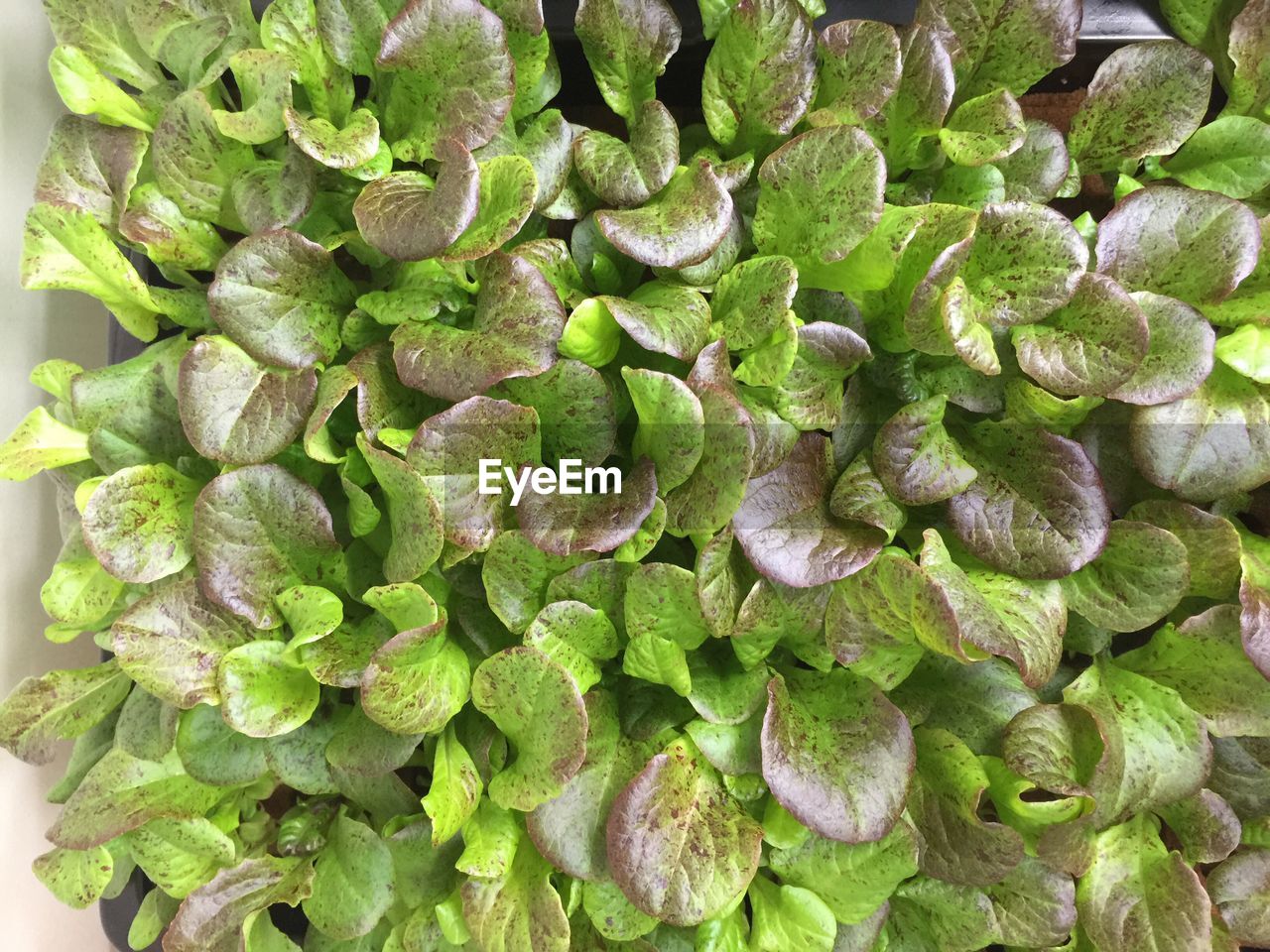 Full frame shot of vegetables