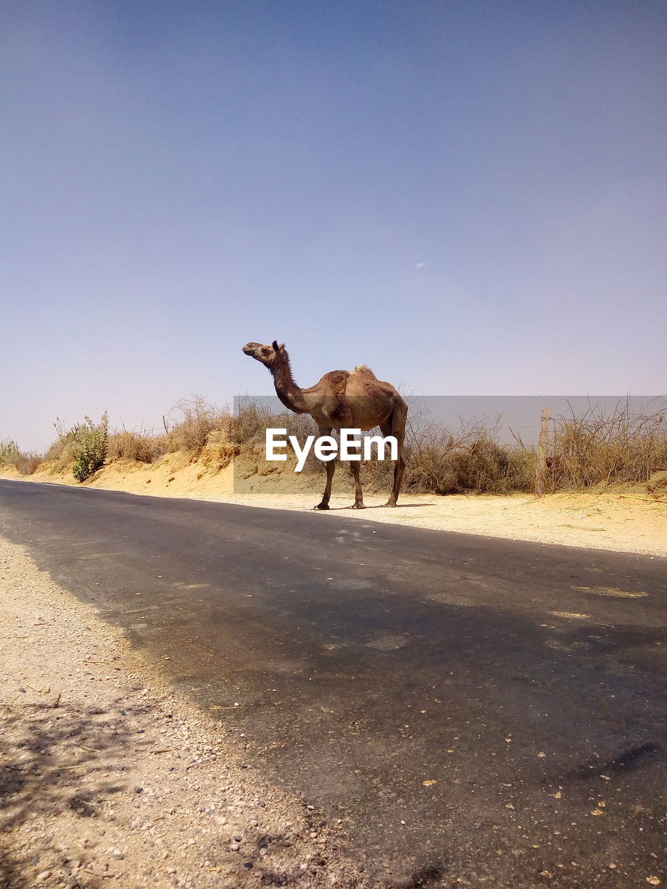 HORSE STANDING ON DESERT ROAD