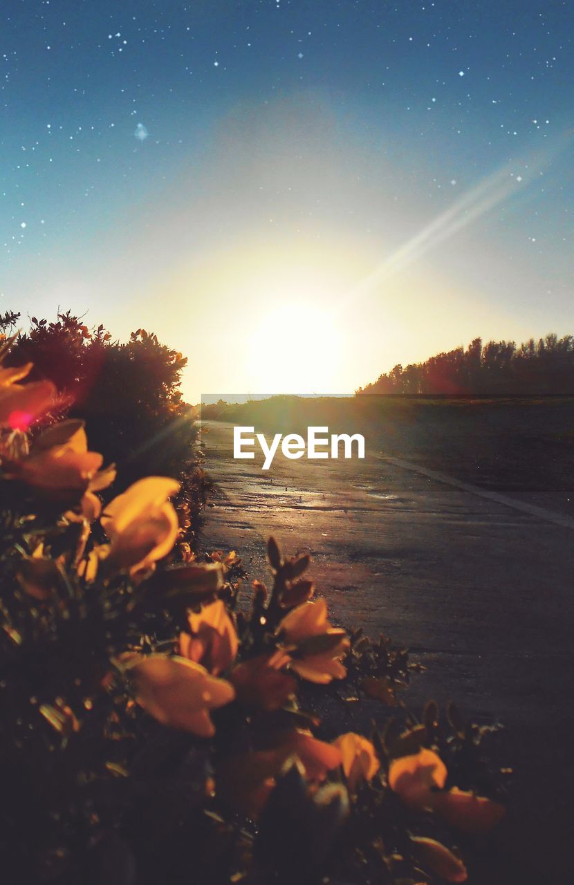 Flowers blooming by road against sky during sunset