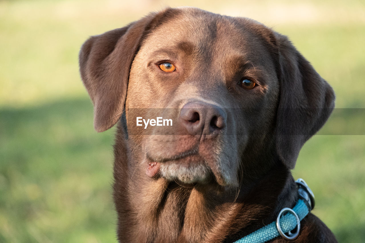 Close-up portrait of a dog