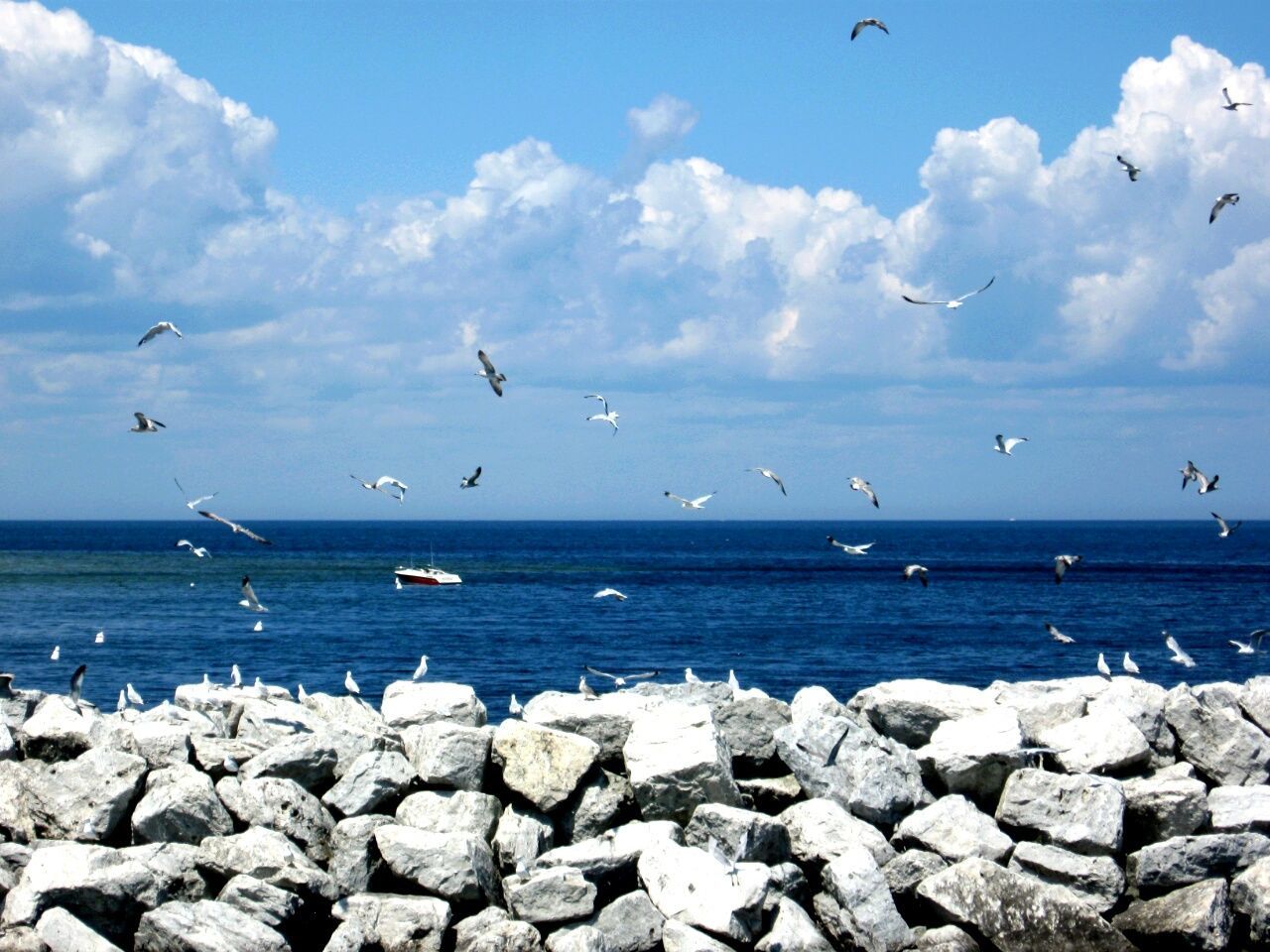 Birds flying over sea with groyne in foreground