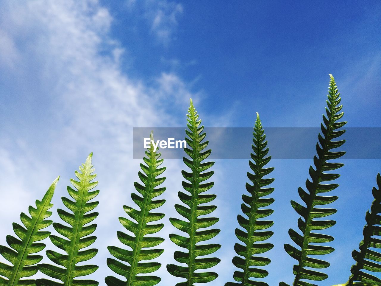 Low angle view of succulent plant against blue sky