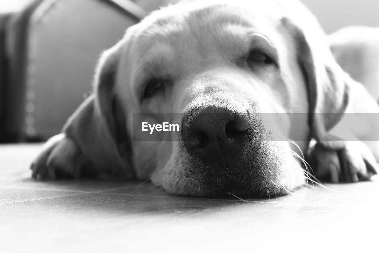 Close-up portrait of labrador retriever relaxing on footpath