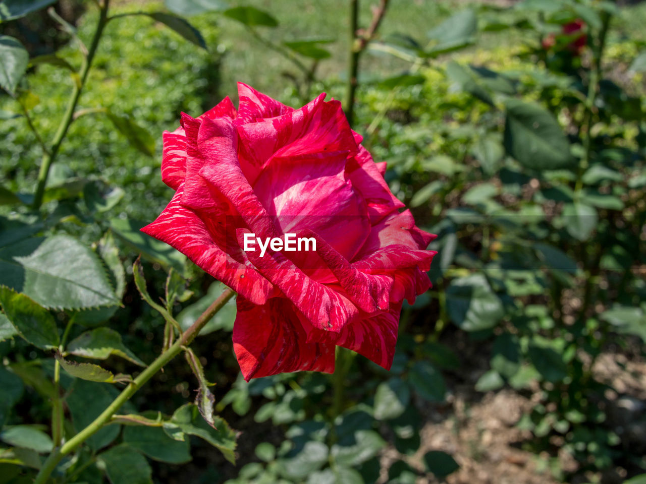 CLOSE-UP OF RED HIBISCUS BLOOMING IN PARK