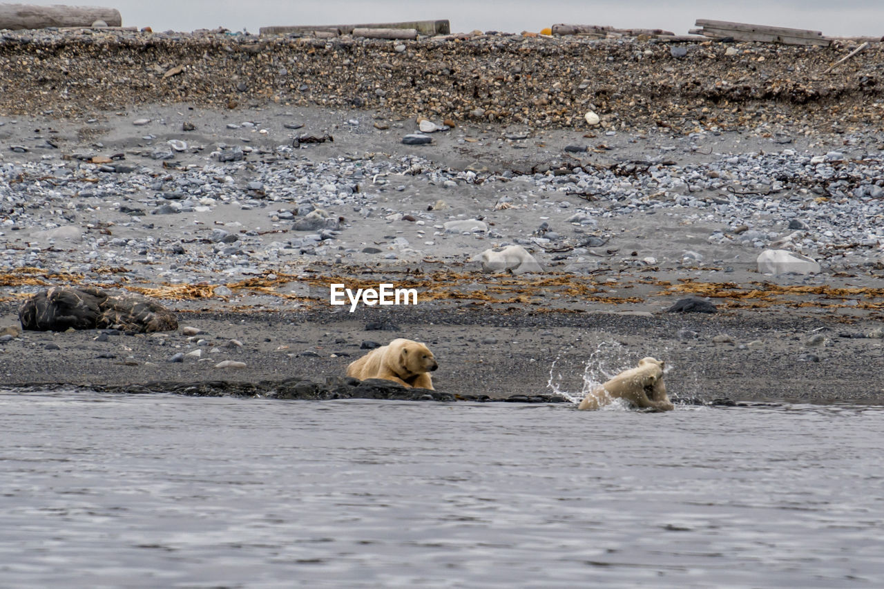 Polar bear mother with youngs playing in the ocean