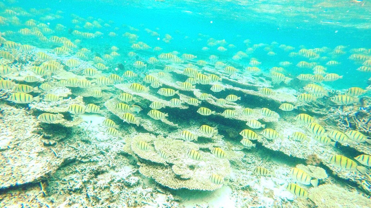 CLOSE-UP OF JELLYFISH