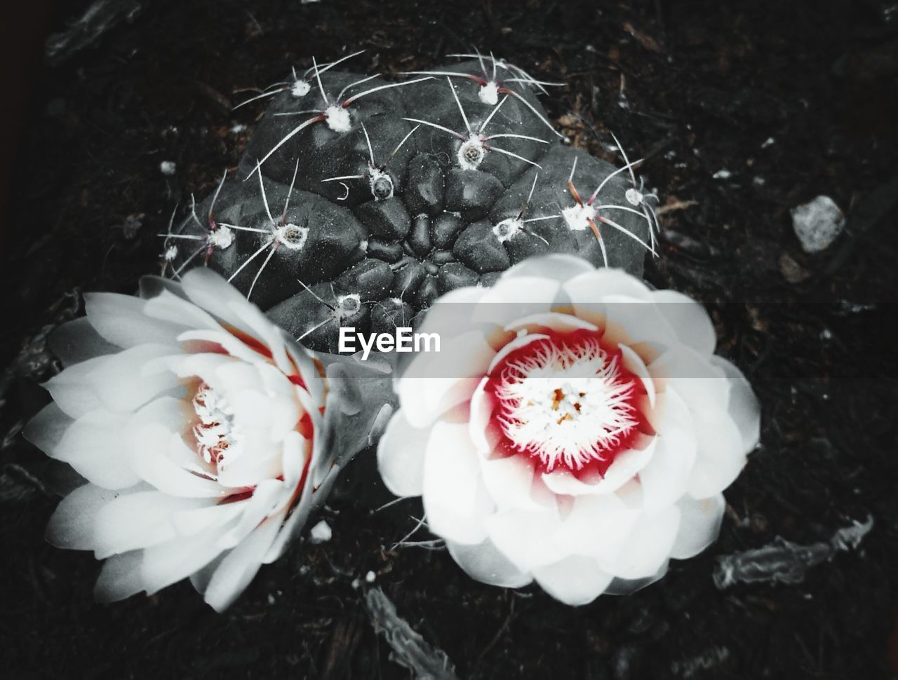 HIGH ANGLE VIEW OF WHITE FLOWERS