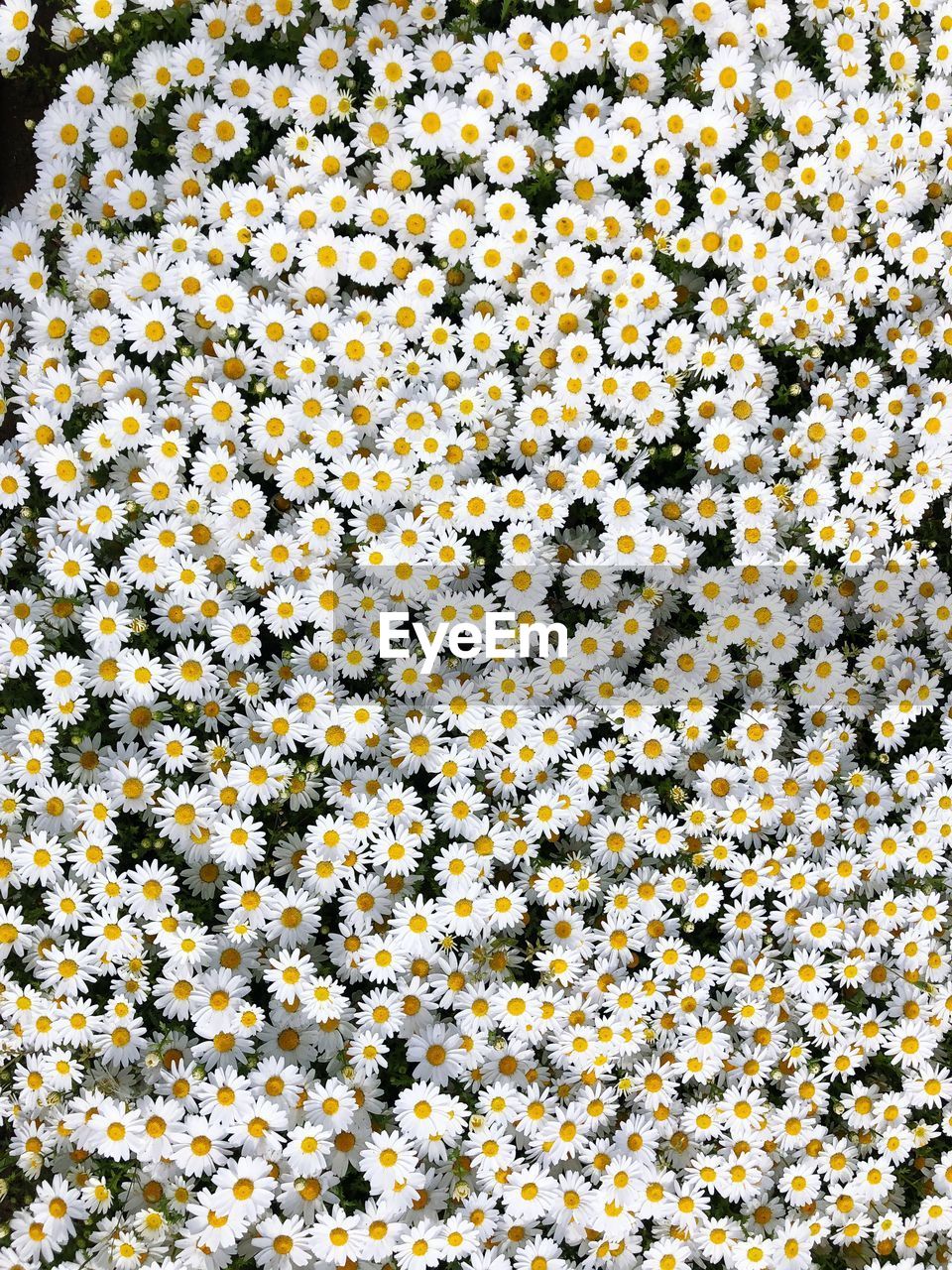 Full frame shot of white daisies blooming outdoors