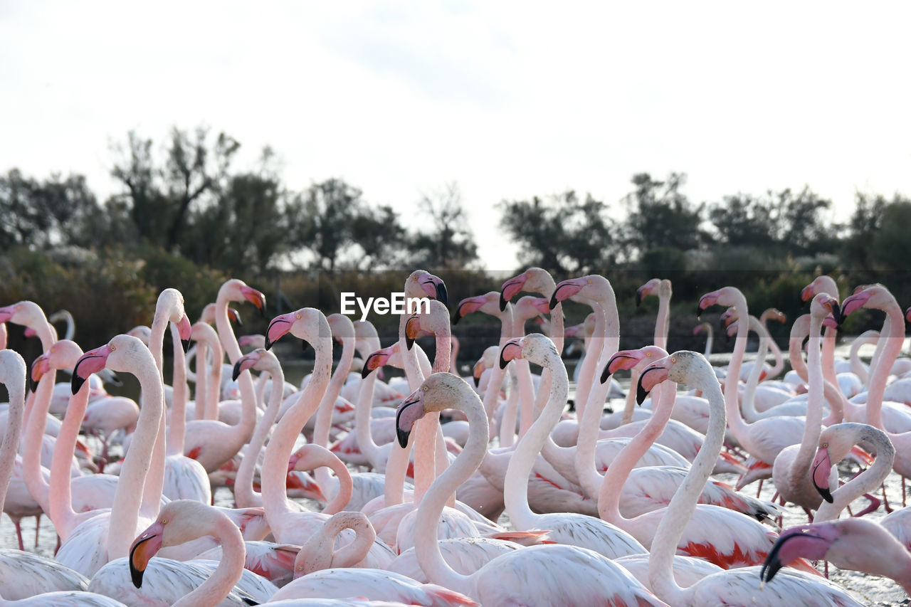 flamingo, water bird, nature, bird, day, crowd, pink, sky, group of people, outdoors