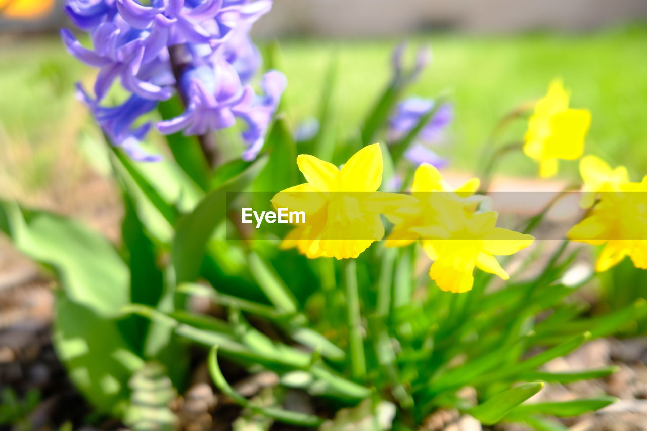 CLOSE-UP OF YELLOW FLOWERING PLANTS ON LAND