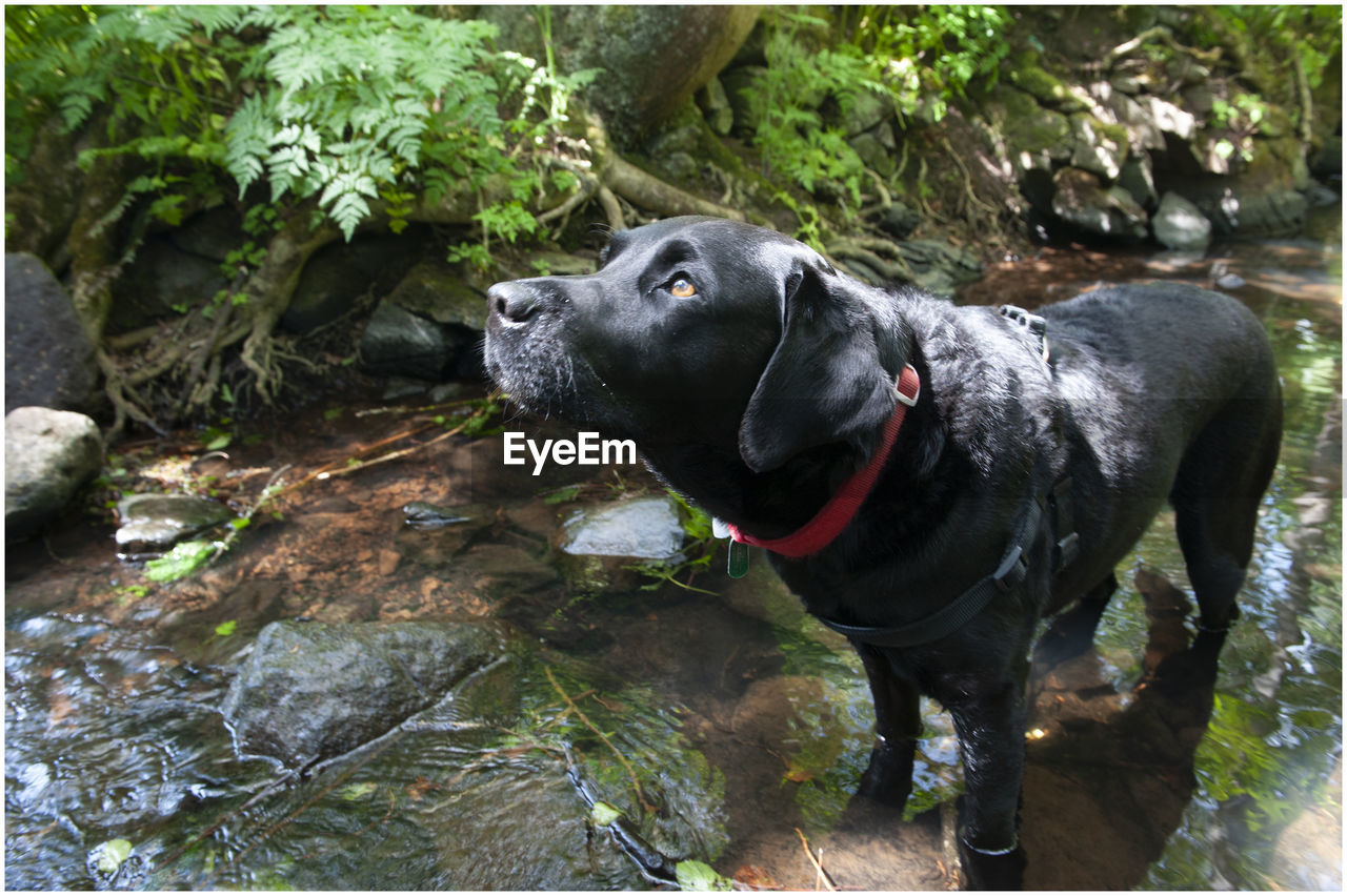 Black labrador enjoying playing by the kirriemuir burn on a hot summer day.