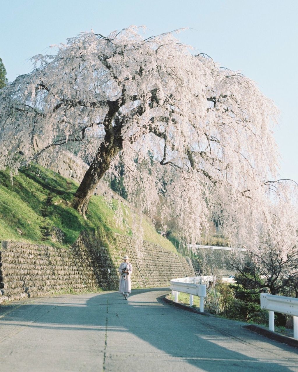 plant, tree, nature, mountain, day, beauty in nature, road, flower, transportation, architecture, sky, no people, scenics - nature, outdoors, travel destinations, travel, water, landscape, clear sky, sunlight, sunny, built structure, growth, tranquility, environment, land, city, footpath