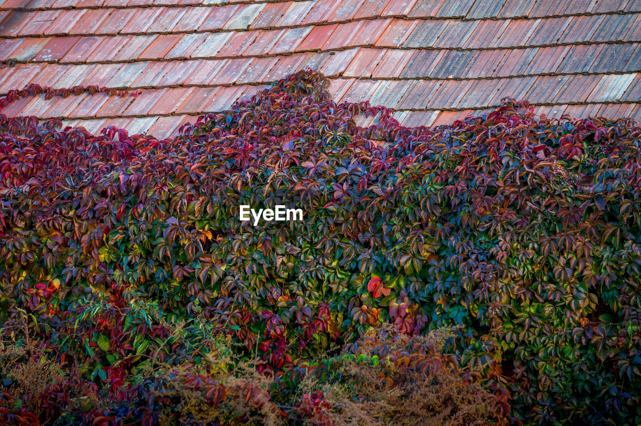 Low angle view of flowering plants by building