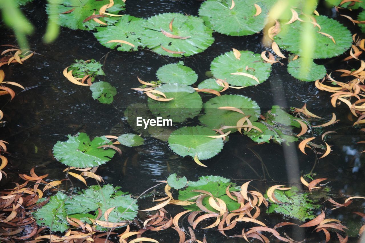 HIGH ANGLE VIEW OF LEAVES ON WATER