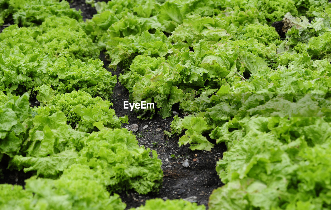 Lettuce cultivation and salad growing in agricultural production of food