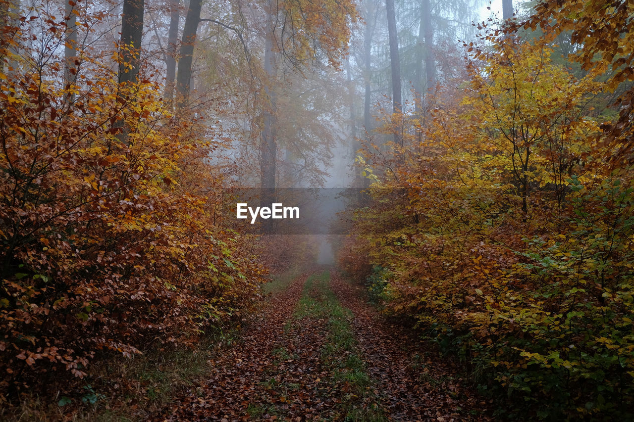 Trees in forest during autumn